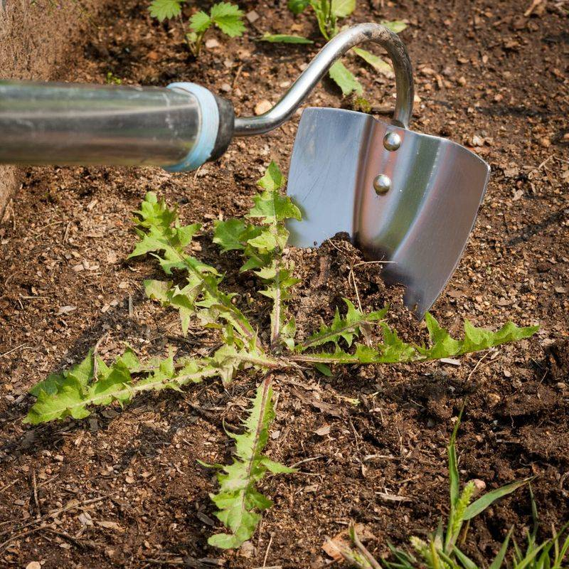 20 Ways To Control Weeds In Your Garden This Spring (Plus 10 Things To ... intended for Safe and Effective Ways to Control Tough Weeds Near Your Favorite Garden Plants