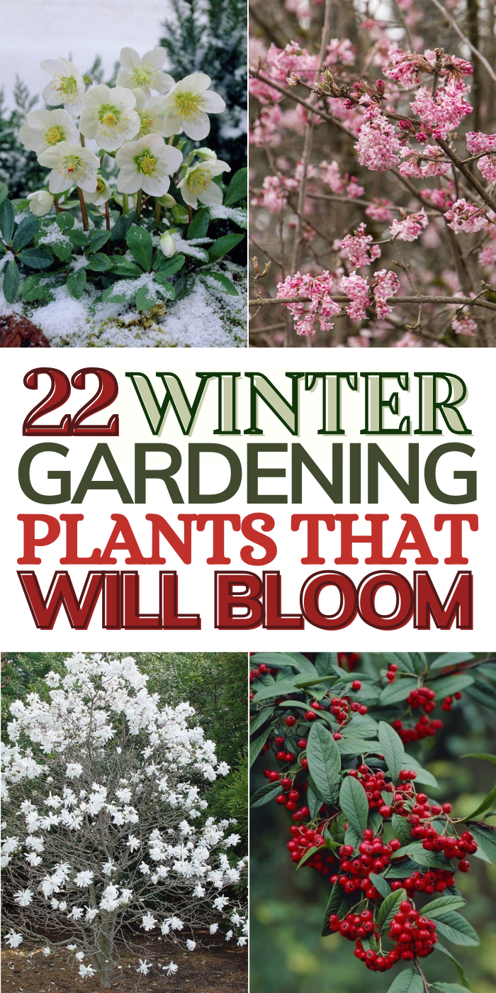 22 Beautiful Winter Flowers That Survive And Bloom In The Cold | Winter ... for Practical Steps to Help Your Tender Backyard Plants Survive the Winter Chill