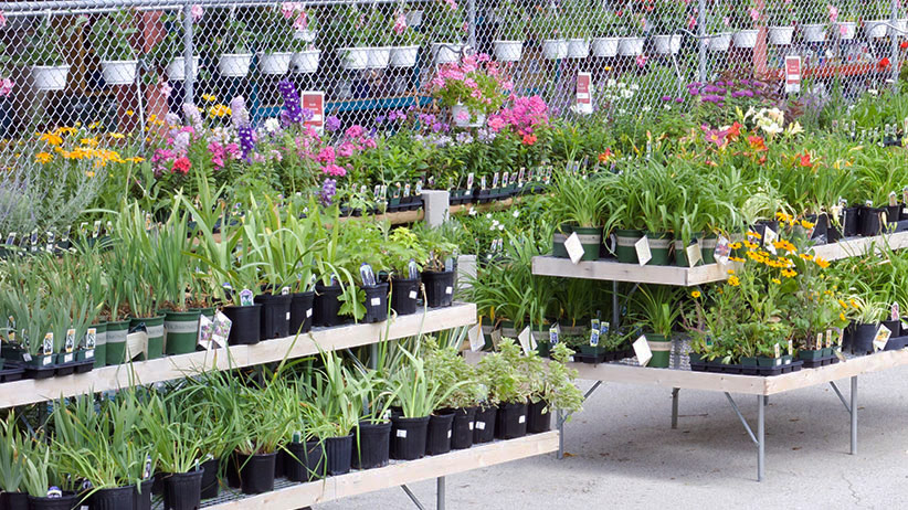 4 Easy Steps For Planting New Perennials | Seeds within What horticulturists really think about big box store perennials