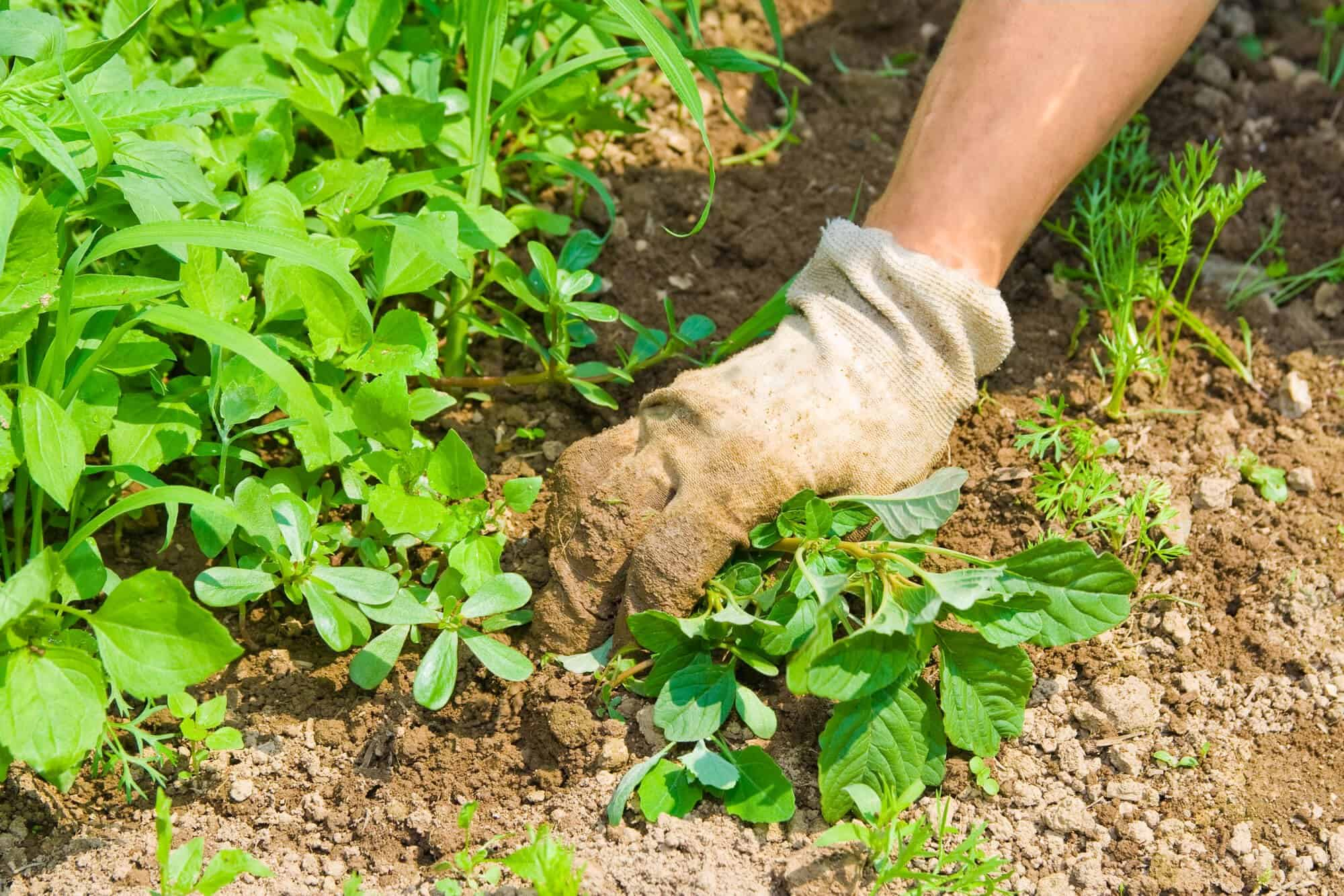 4 Safe Ways To Prevent Weeds Multiplying In Your Garden throughout Safe and Effective Ways to Control Tough Weeds Near Your Favorite Garden Plants