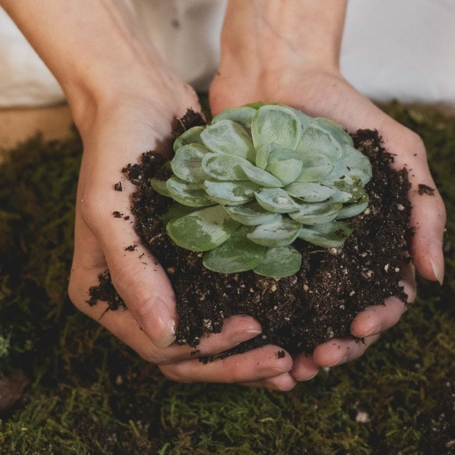 7 Smart Soil Hacks Your Succulents Are Begging For within Simple soil and propagation hacks that will save you hundreds on new plants