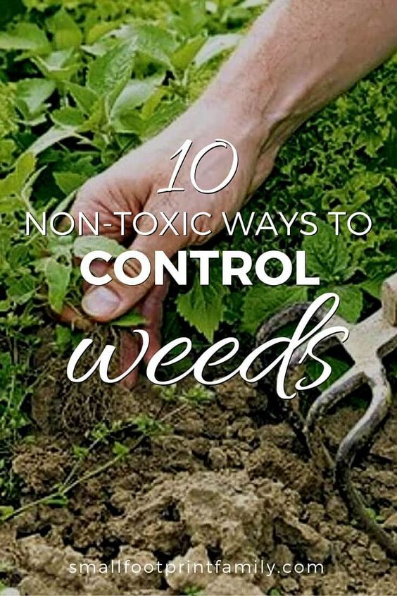 Best Way To Control Weeds In Vegetable Garden At Jayden Thomas Blog for Best Weed Killer Safe For Garden Beds