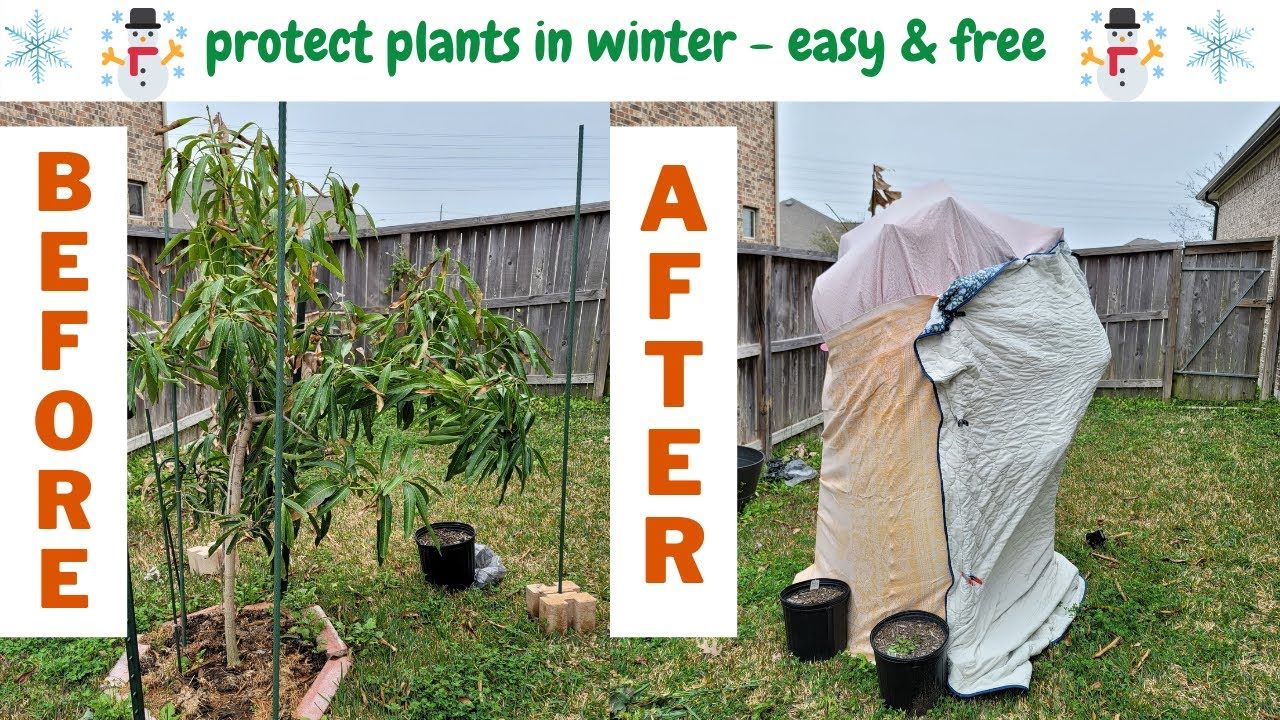 Best Way To Protect Plants From Freeze At Richard Jett Blog regarding Fall Yard Cleanup Landscaping Tips