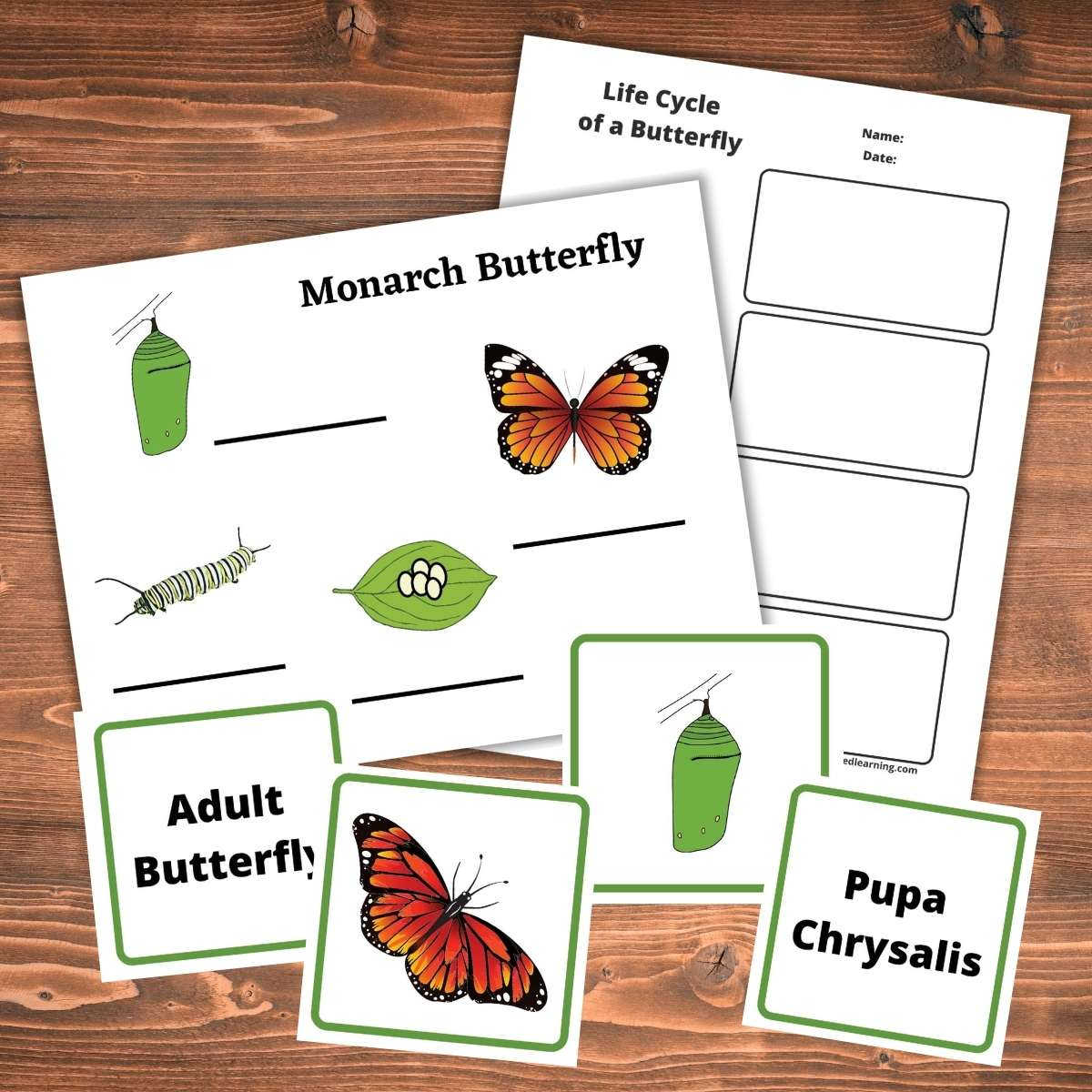 Butterfly Life Cycle Worksheet Preschool regarding Butterfly Garden Plants For Beginners