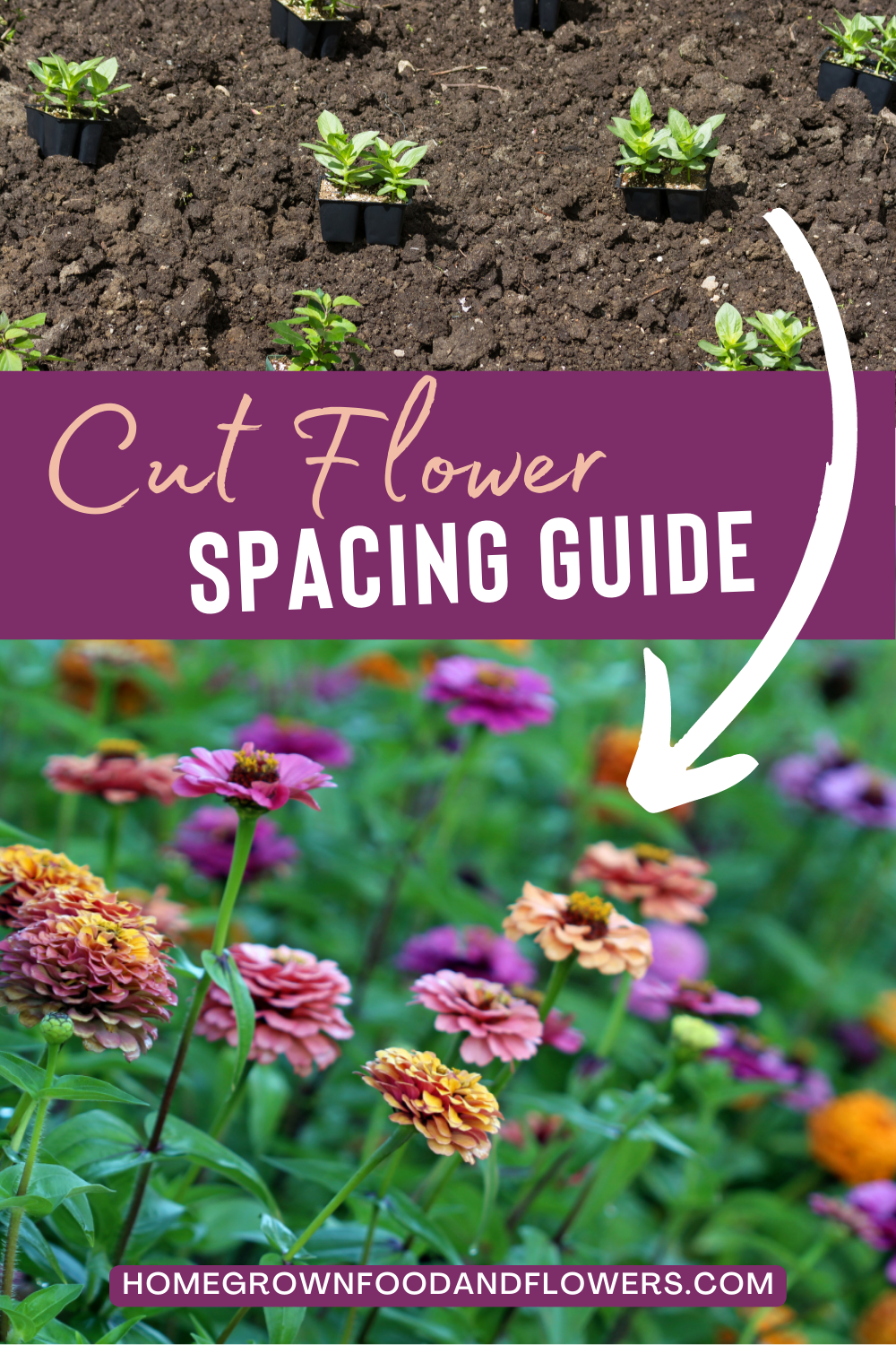 Cut Flower Spacing Guide For Bountiful Harvest (With Chart) | Growing ... for How To Start A Vegetable Garden In Backyard