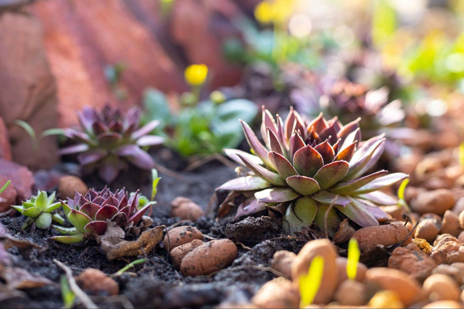 Embracing Nature&amp;#039;s Resilience: The Beauty Of Native Plants In Arid ... intended for Water Saving Landscaping Ideas Dry Climate