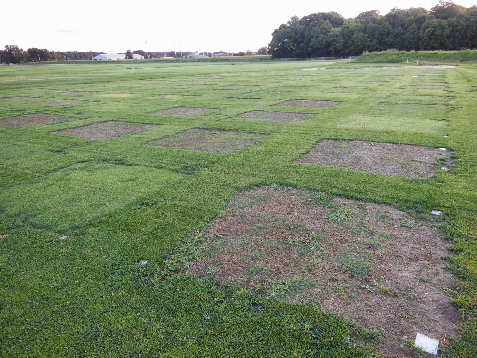 Establishing A Turf Area | Purdue University Turfgrass Science At ... with Everything you need to know about establishing a resilient lawn where traditional turfgrass fails to thrive