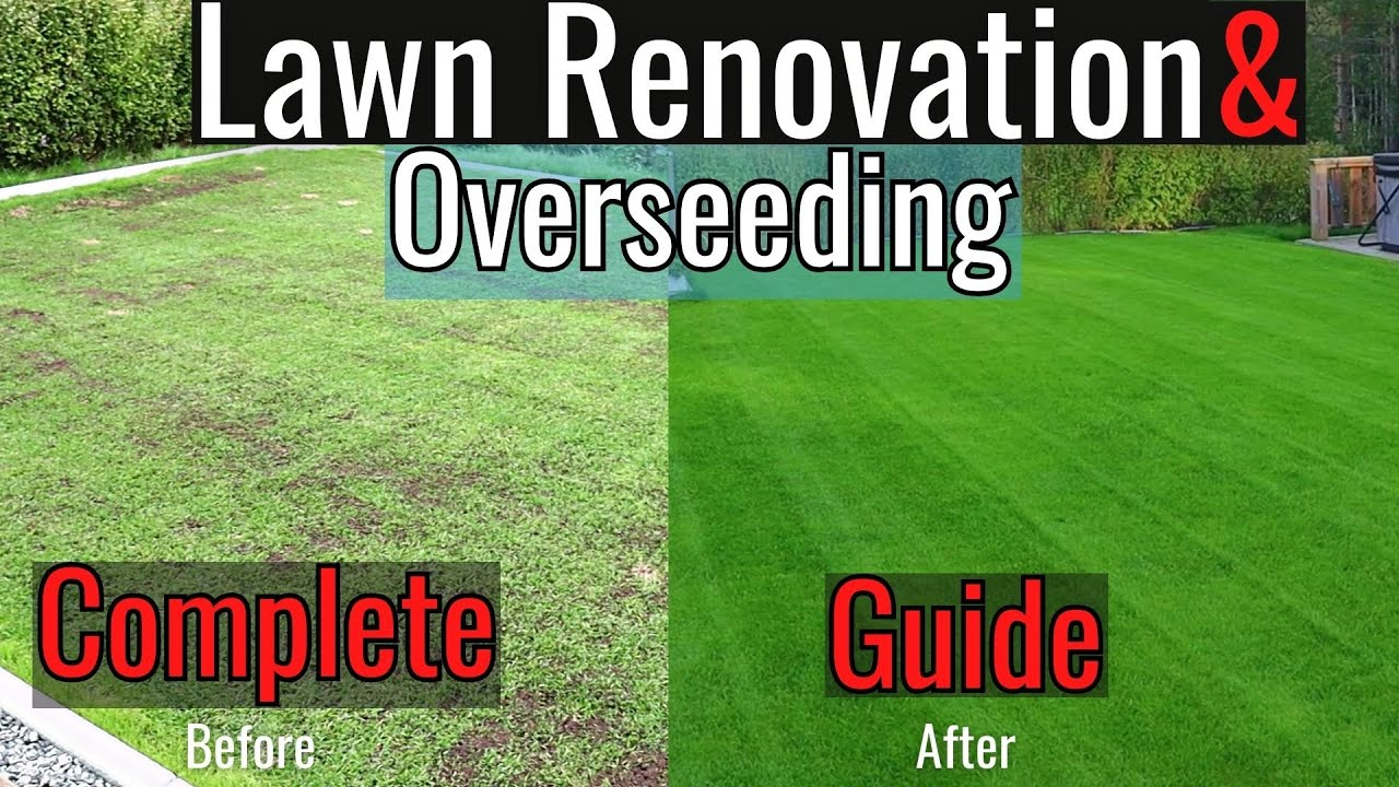 Fall Renovation &amp;amp; Overseeding: Simple Step By Step Guide 2023 - Youtube within Real Experts Share the Exact Steps for Successful Fall Overseeding