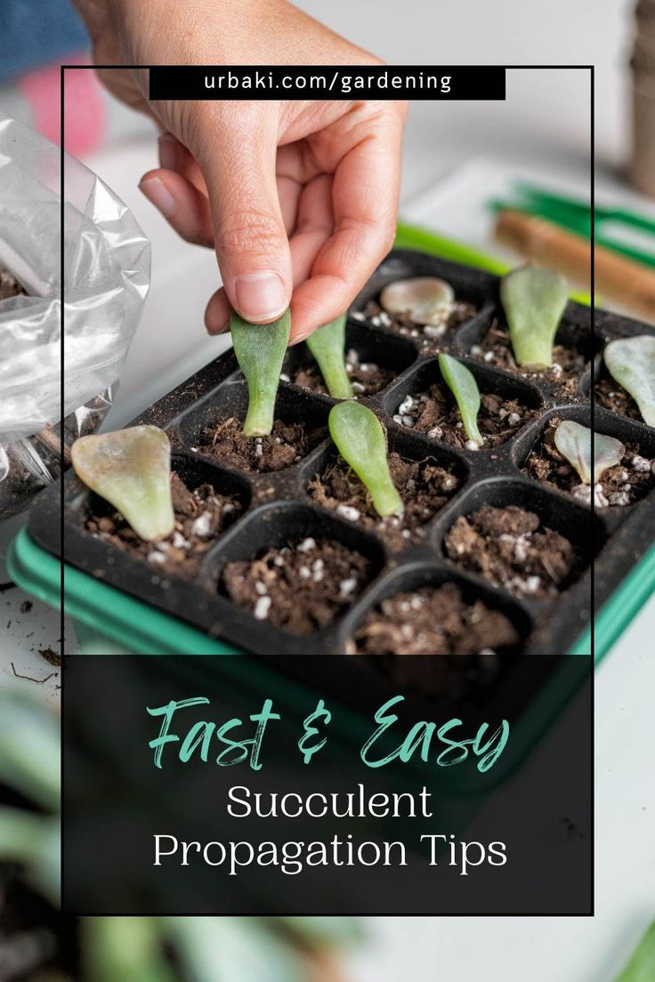Fast And Easy Succulent Propagation Tips | Propagating Succulents ... in How To Stretch Landscaping Budget Further