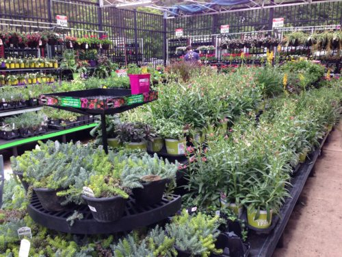 Garden Center Vs Big Box Store Landscaping - A Gardener's Delight throughout What horticulturists really think about big box store perennials