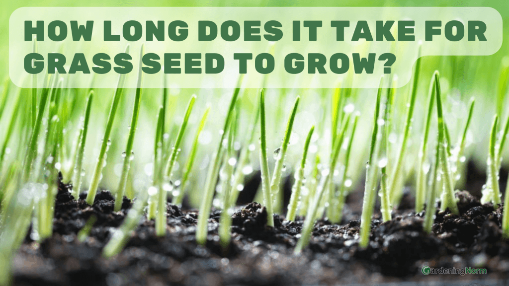 Grass Seed To Plant In May At Candice Sundquist Blog pertaining to When To Plant Grass Seed By Zone