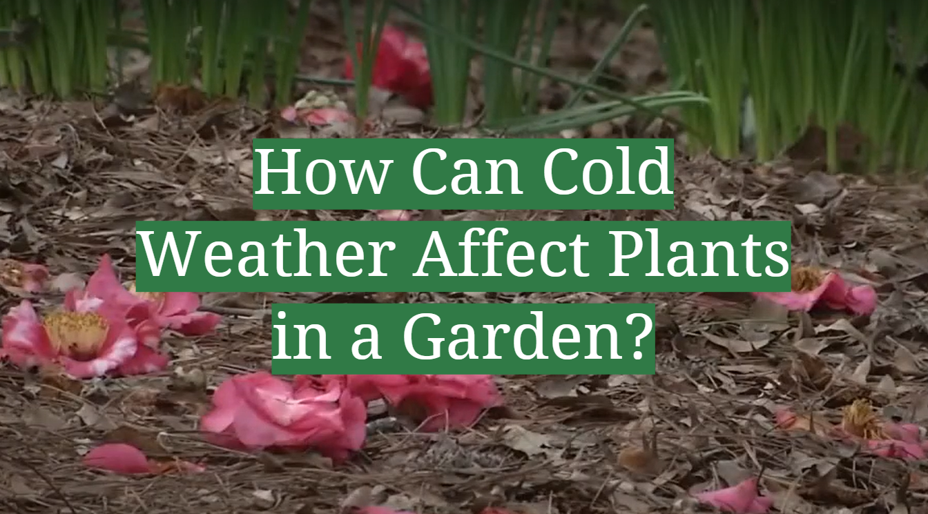 How Can Cold Weather Affect Plants In A Garden? - Gardenprofy within Winter Landscaping Ideas Curb Appeal