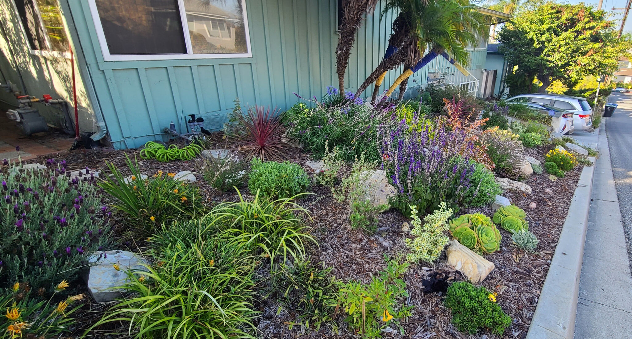 How I Transformed My Front Lawn Into A Drought-Tolerant Garden with regard to How to build a beautiful drought-tolerant yard that survives the summer and saves you money