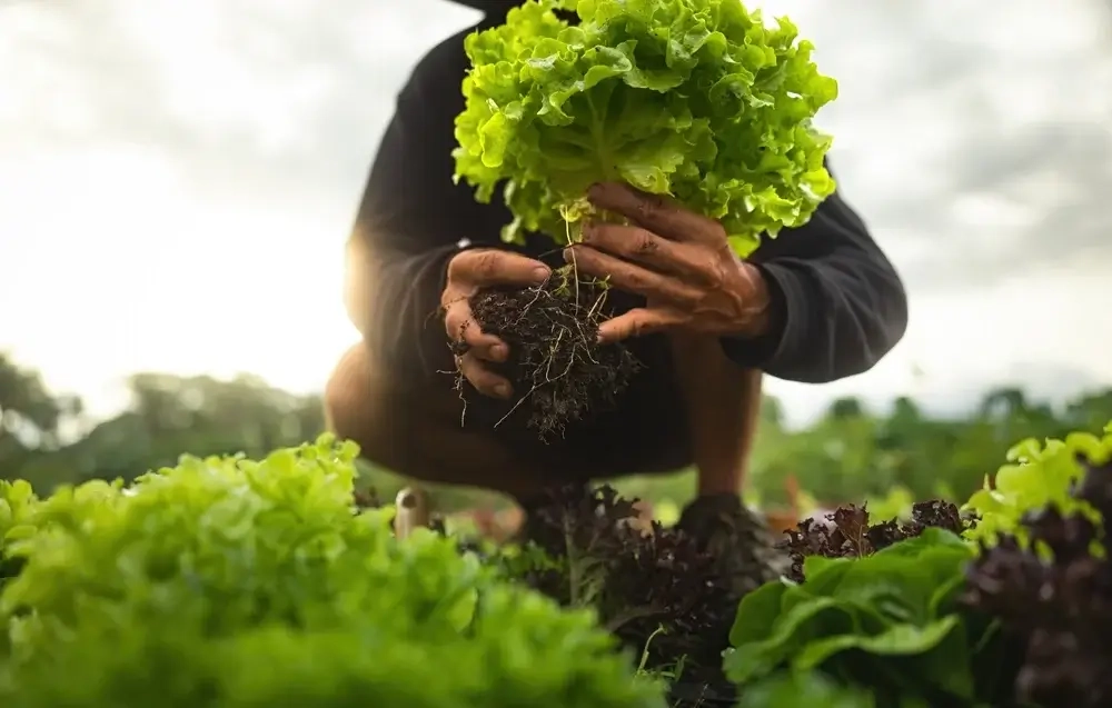 How To Care For Your Garden In Unpredictable Weather - Modern Farmer pertaining to Spring Garden Prep Checklist Homeowners