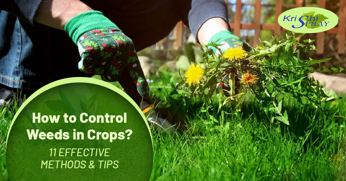 How To Control Weeds In Crops? 11 Effective Methods & Tips pertaining to Safe and Effective Ways to Control Tough Weeds Near Your Favorite Garden Plants