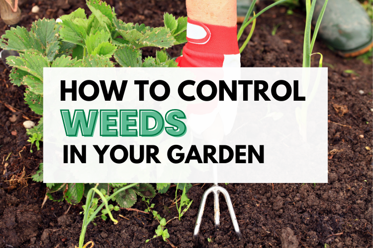 How To Control Weeds In Vegetable Garden At Lula Meyers Blog inside Safe and Effective Ways to Control Tough Weeds Near Your Favorite Garden Plants