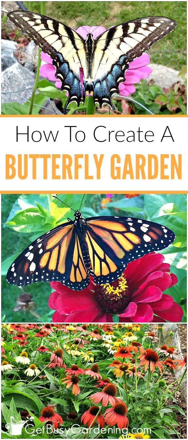 How To Create A Butterfly Friendly Garden (Complete Guide) | Organic ... with Beginner gardening secrets for hosting a complete butterfly lifecycle