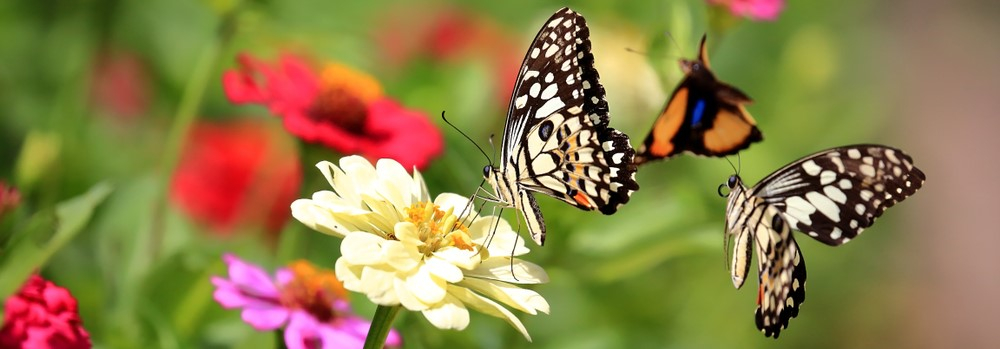 How To Create A Stunning Butterfly Garden: Tips &amp;amp; Tricks regarding Butterfly Garden Plants For Beginners