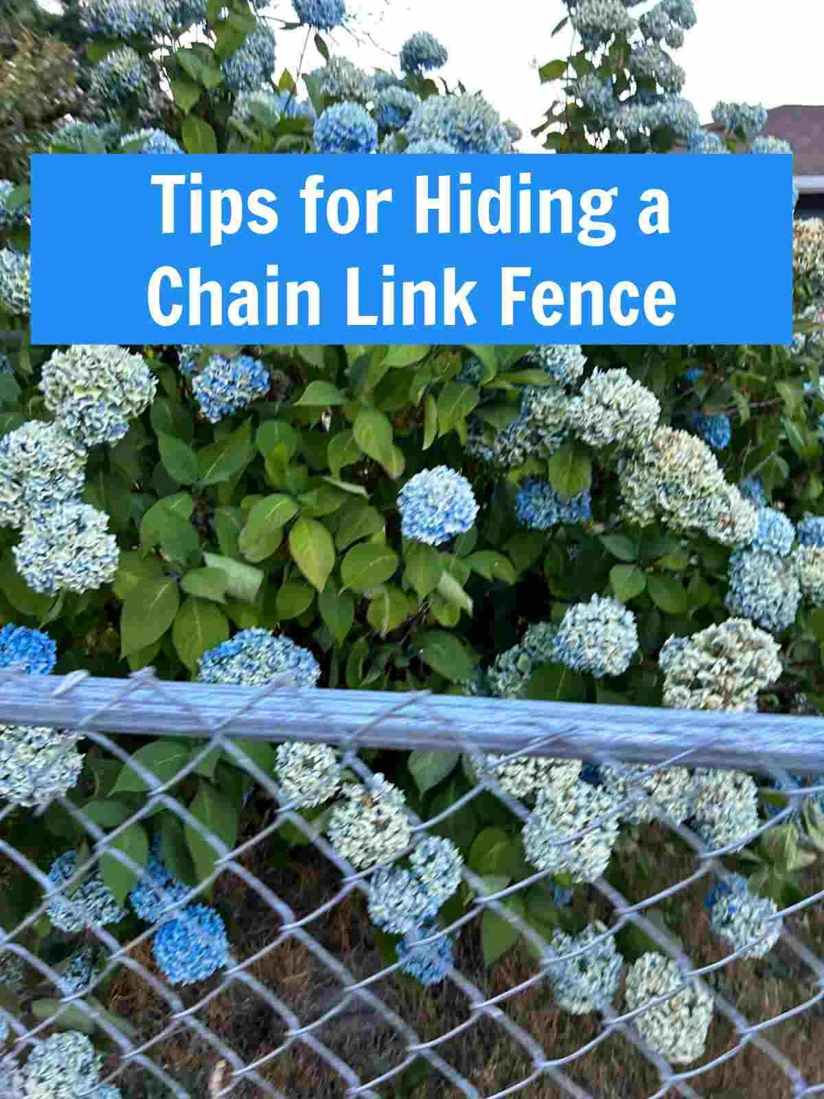 How To Hide A Chain Link Fence With Landscaping – Artofit with How To Hide Ugly Fence With Plants