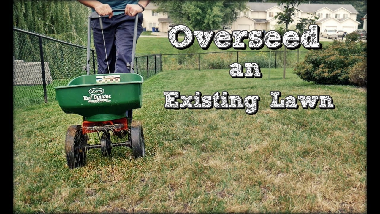How To Overseed An Existing Lawn - Fall Lawn Renovation And Overseeding ... with How To Overseed Lawn In Fall