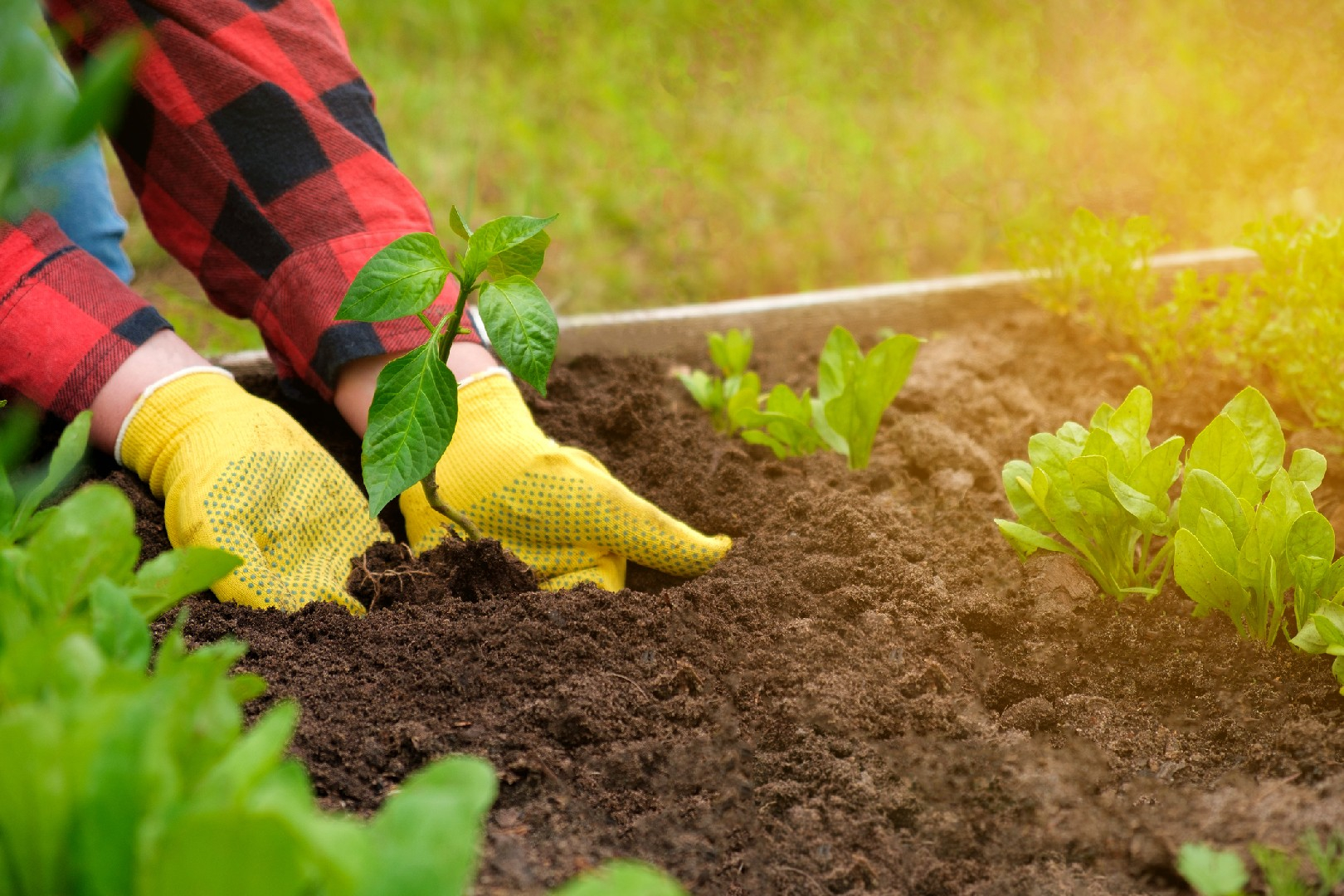 How To Prepare Your Soil For A Bountiful Vegetable Harvest regarding Everything You Need to Know About Soil and Spacing for a Bountiful Home Harvest
