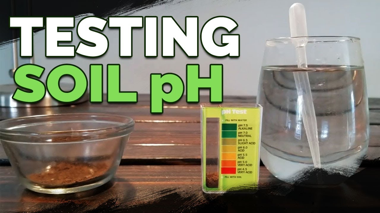 How To Test And Measure Your Soil Ph At Home - Youtube with regard to How to easily test your soil pH at home using simple kitchen staples