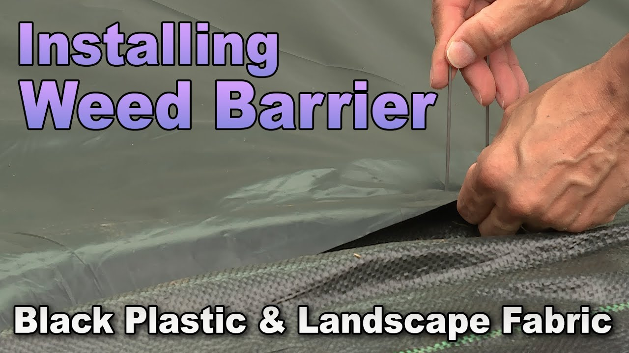 Laying Landscape Fabric And Black Plastic Weed Barrier In The Garden ... inside Practical Methods for Laying Landscape Fabric That Actually Stops Weeds From Growing Back