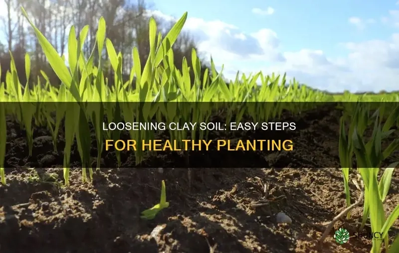 Loosening Clay Soil: Easy Steps For Healthy Planting | Shuncy for How To Amend Clay Soil For Landscaping
