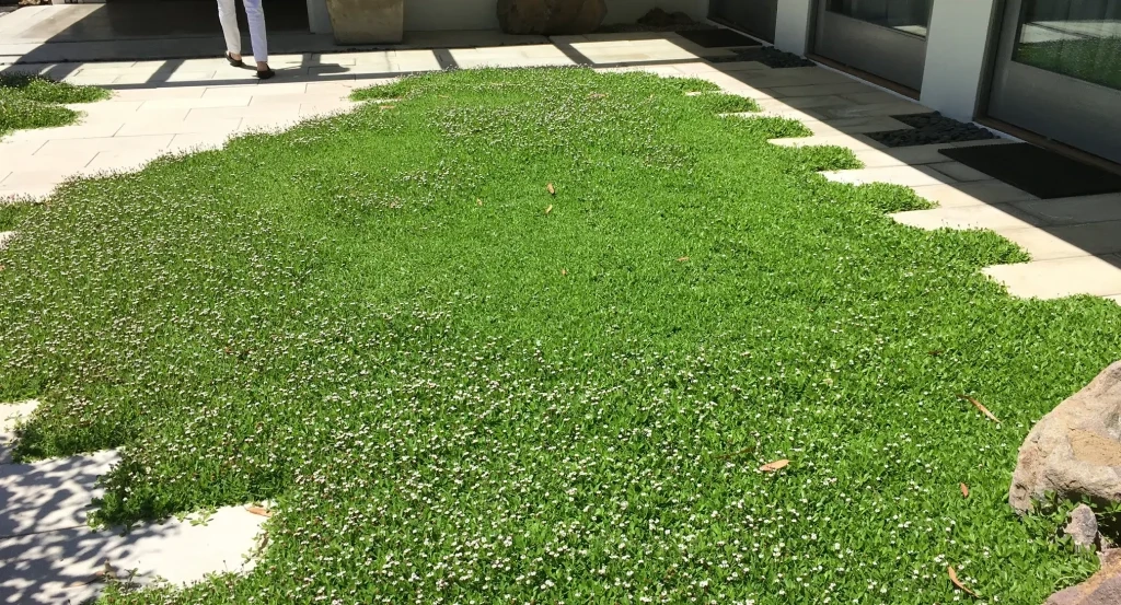 Lush Native Ground Covers: Transform Your Lawn Naturally in How To Grow Grass In Bare Spots Fast