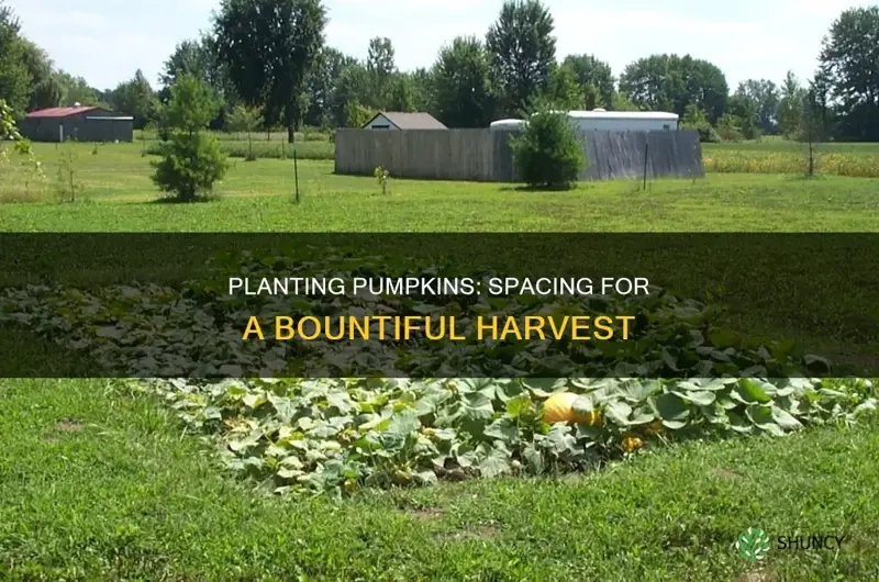 Planting Pumpkins: Spacing For A Bountiful Harvest | Shuncy throughout Everything You Need to Know About Soil and Spacing for a Bountiful Home Harvest