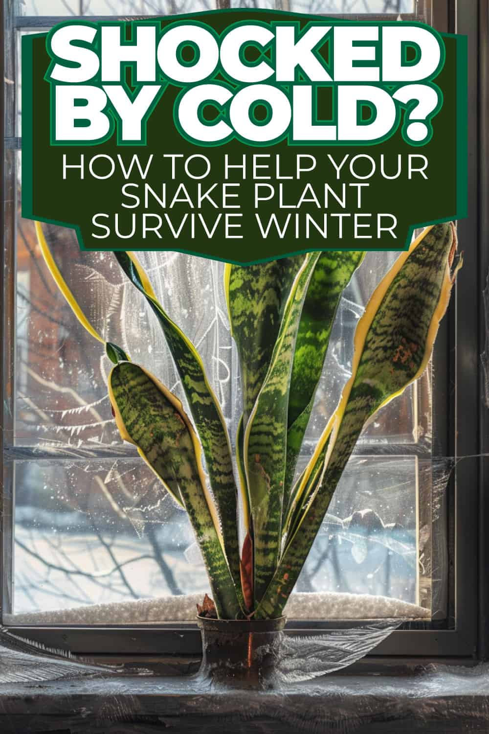 Shocked By Cold? How To Help Your Snake Plant Survive Winter ... for How To Protect Plants From Frost Backyard