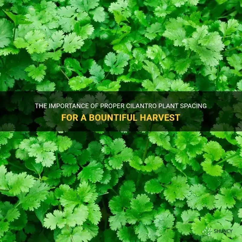 The Importance Of Proper Cilantro Plant Spacing For A Bountiful Harvest ... intended for How To Start A Vegetable Garden In Backyard