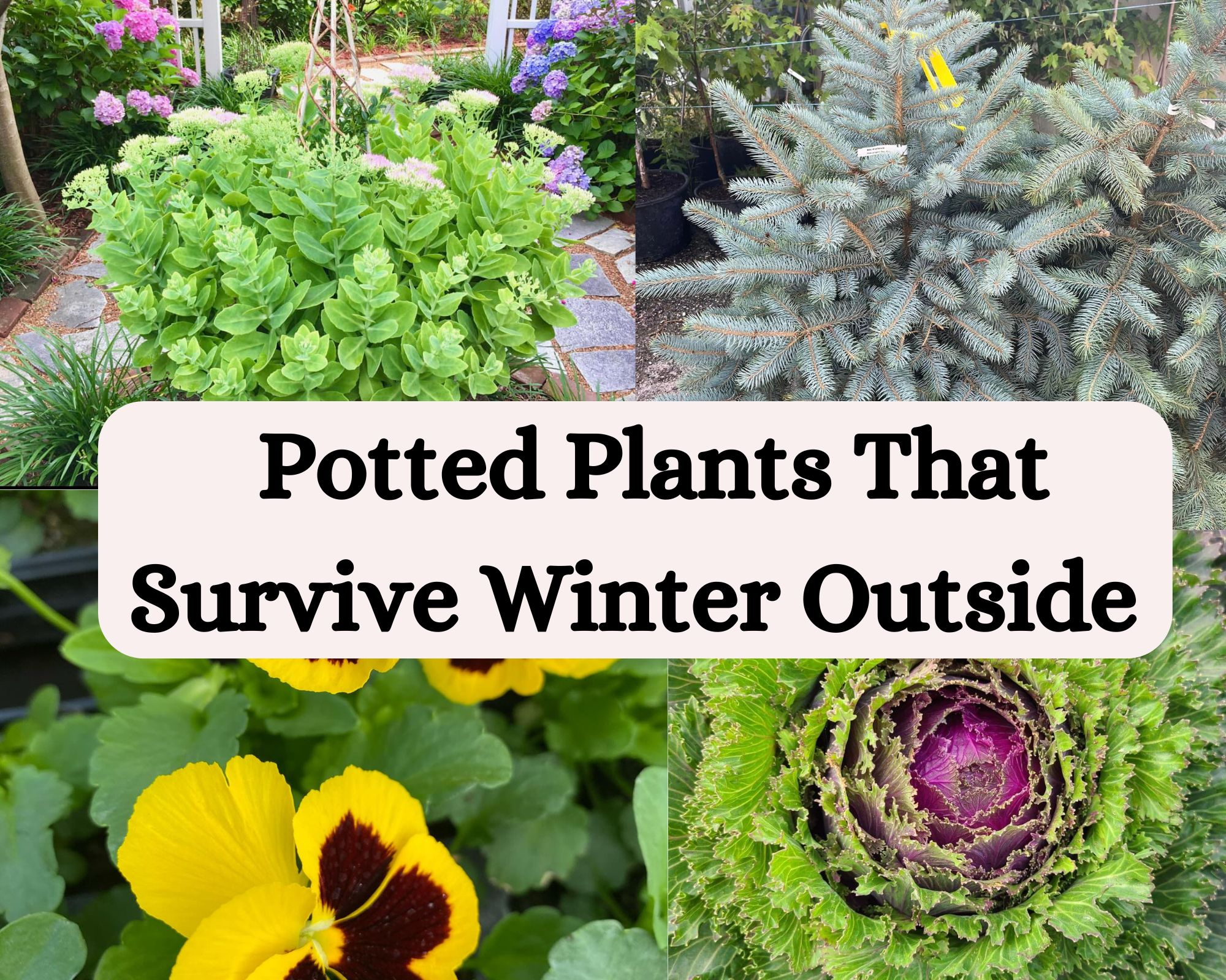 Top Potted Plants That Survive Winter Outside for How To Protect Plants From Frost Backyard