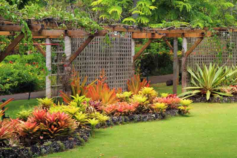 Tropical Shrub Plant Names 27 Outdoor Tropical Plants That Thrive In with regard to Why these resilient tropical plants thrive in small suburban yards