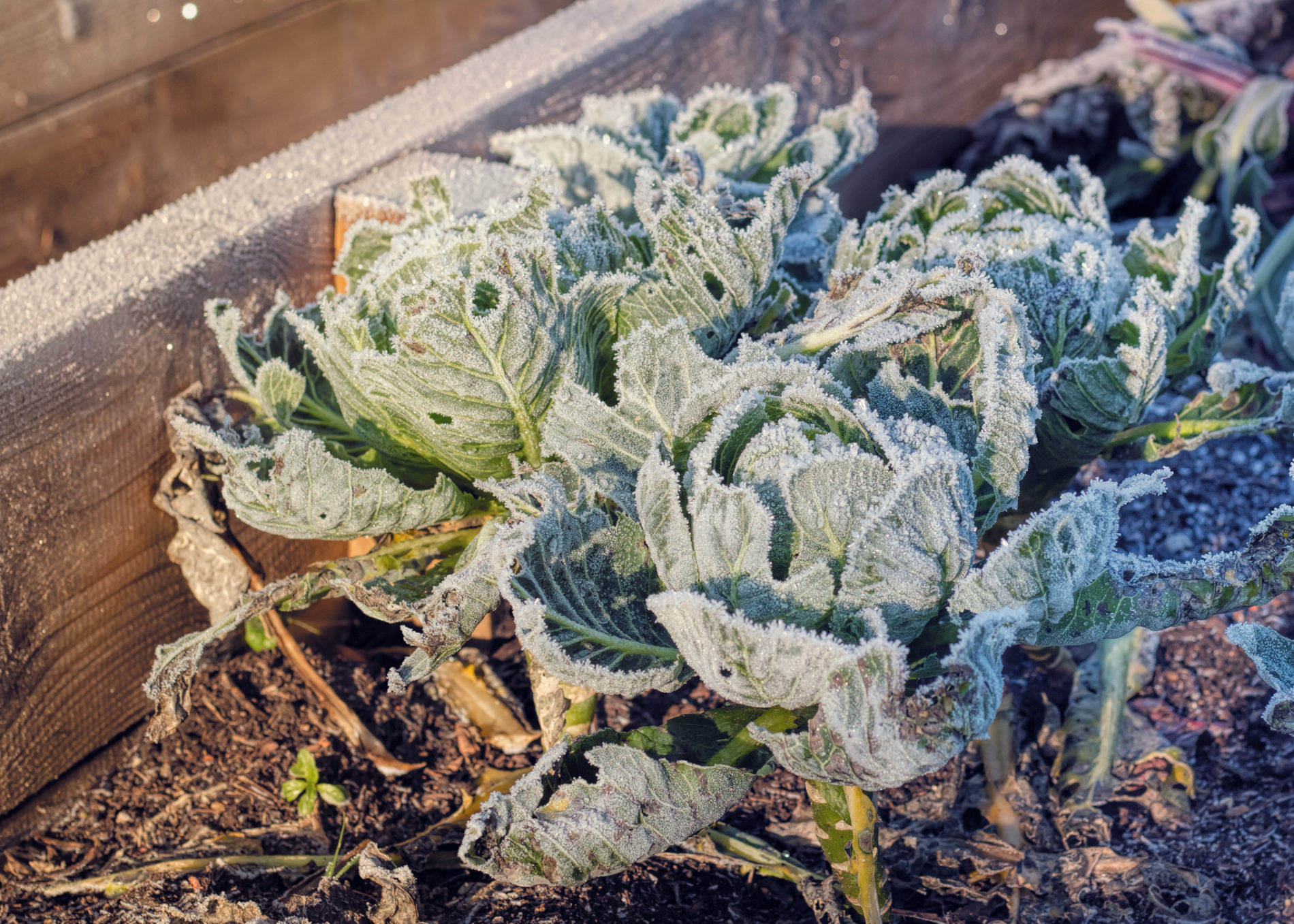 What Is A Hard Freeze For Plants At Evelyn Hampton Blog within How to protect your perennial beds from freezing temperatures before the first hard frost