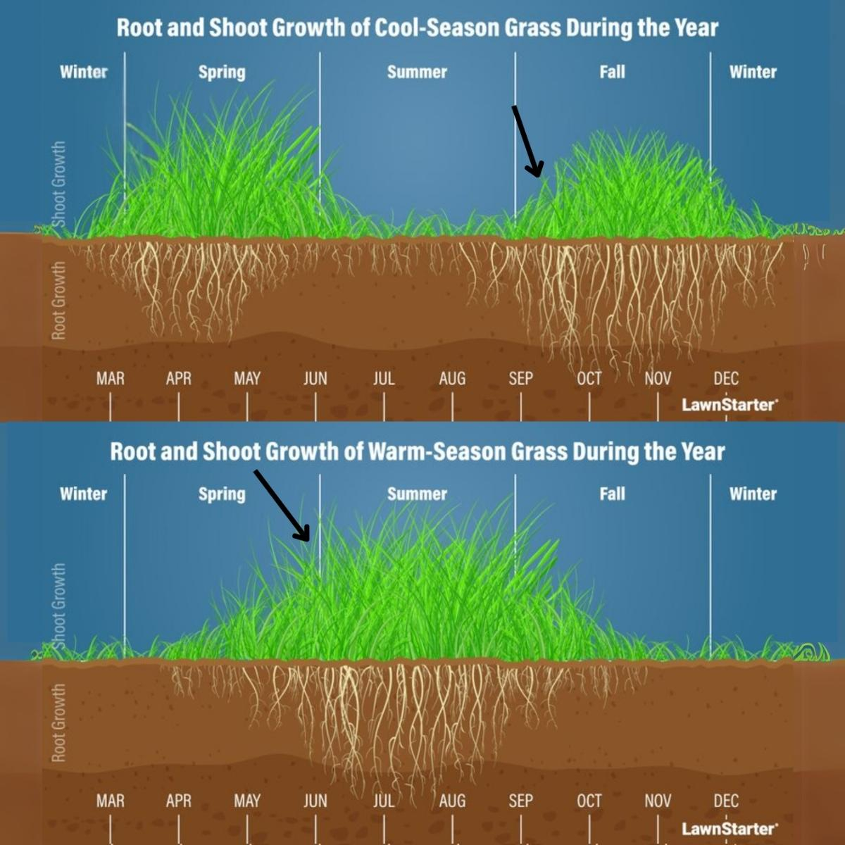 What Is The Best Time To Plant In Florida: Ultimate Guide For Gardeners in Best Grass Seed For Shady Lawn Areas