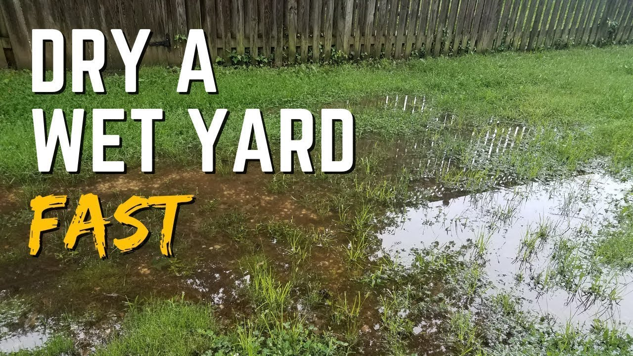 Why Is My Yard Wet At Carleen Vinson Blog throughout What Experts Wish First Time Yard Owners Knew About Drainage