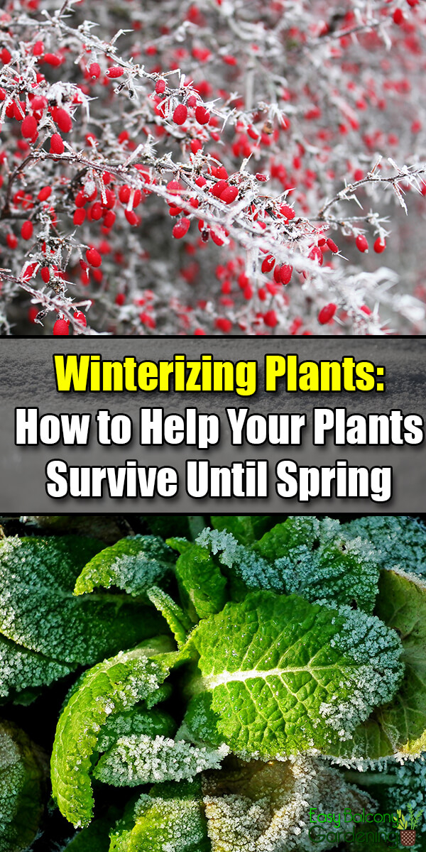 Winterizing Plants: How To Help Your Plants Survive Until Spring - Easy ... for Practical Steps to Help Your Tender Backyard Plants Survive the Winter Chill