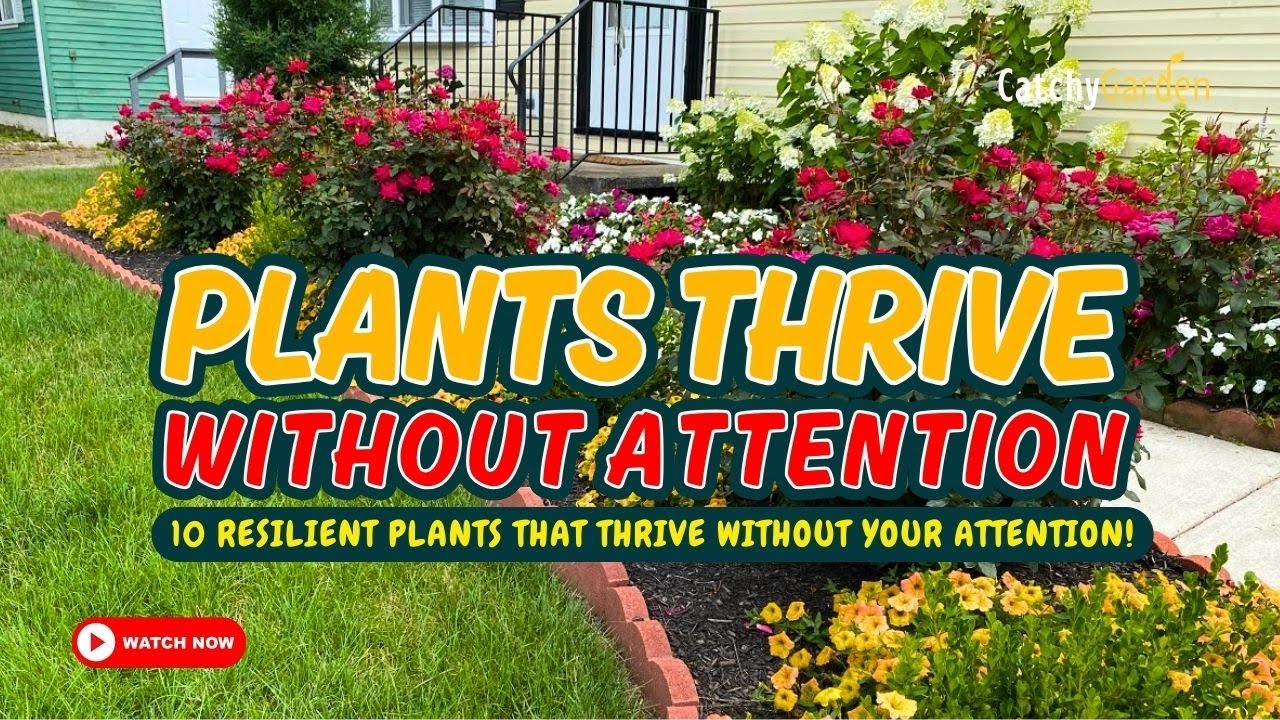 Zero Effort, Maximum Wow: 10 Resilient Plants That Thrive Without Your ... within Tropical Backyard Landscaping Ideas