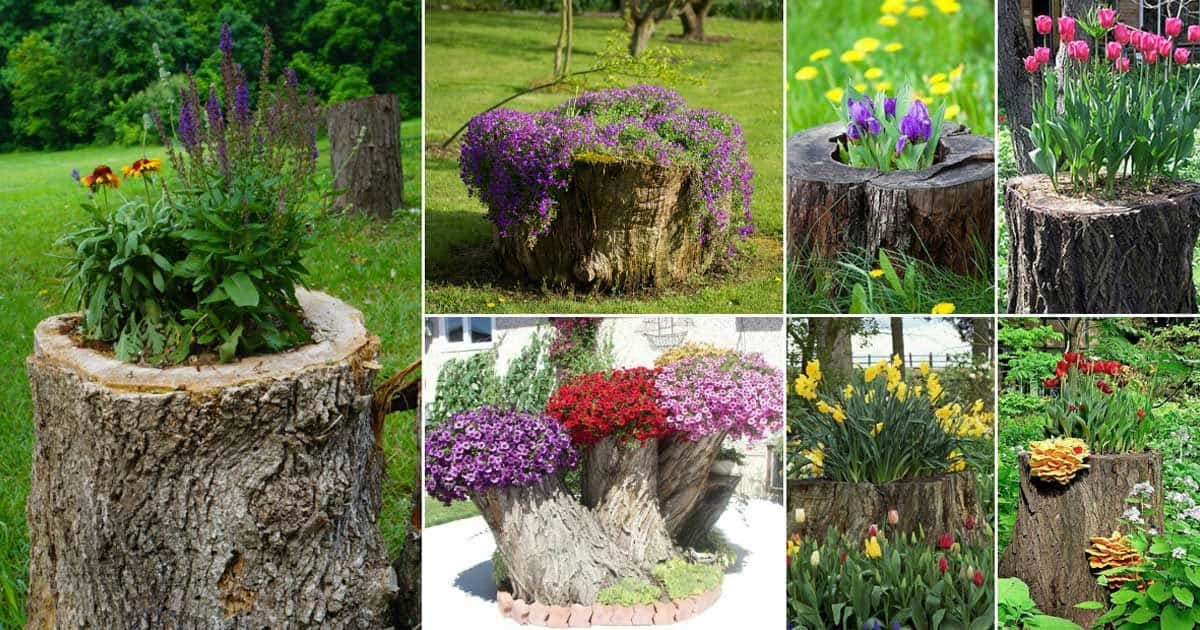 12+ Old Tree Stumps Transformed Into Beautiful Flower Planters with Creative garden layouts that hide unsightly tree stumps while improving soil health