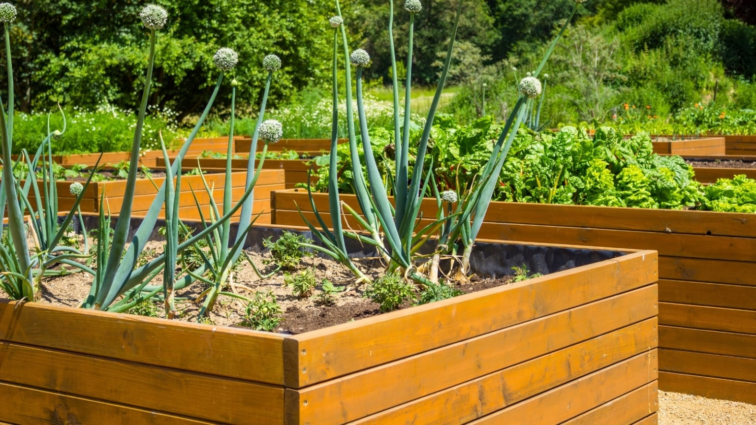 15 Best Raised Garden Bed Plants For Short-Season Climates regarding Why More Gardeners Are Switching To Elevated Beds This Season