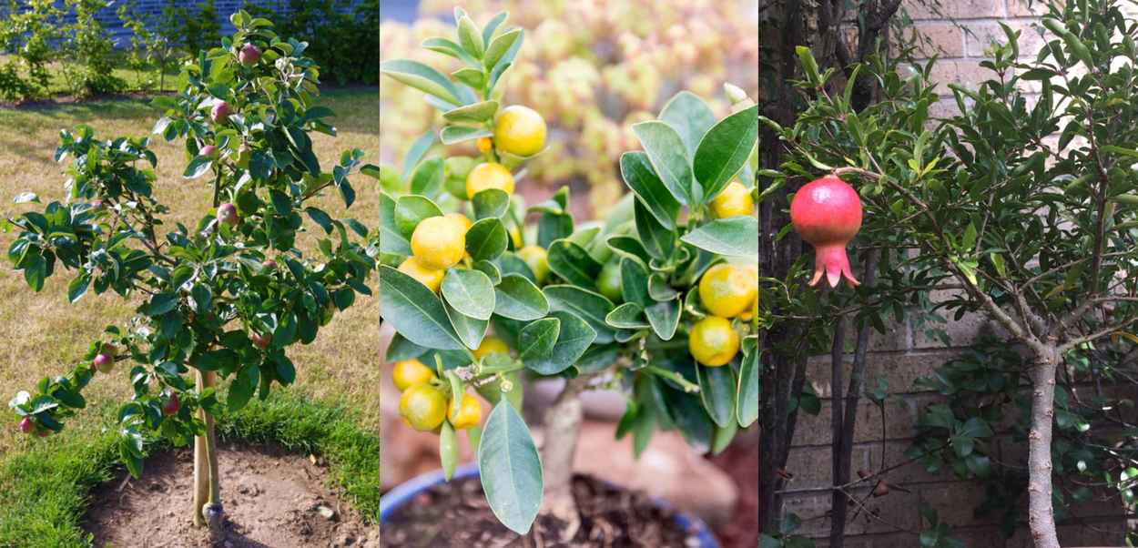 20 Dwarf Fruit Trees To Grow When Space Is Limited for Dwarf Trees For Small Backyard