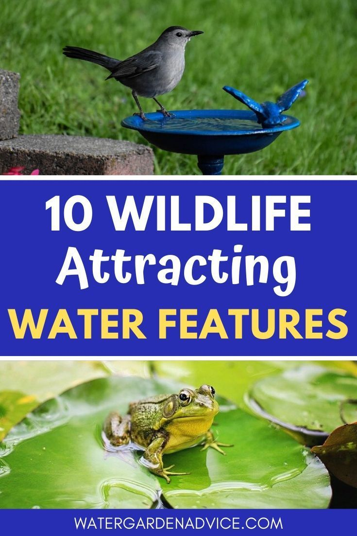 5 Wildlife Attracting Water Features | Water Garden Advice | Water ... within Bird friendly water gardens that attract local wildlife to small outdoor spaces