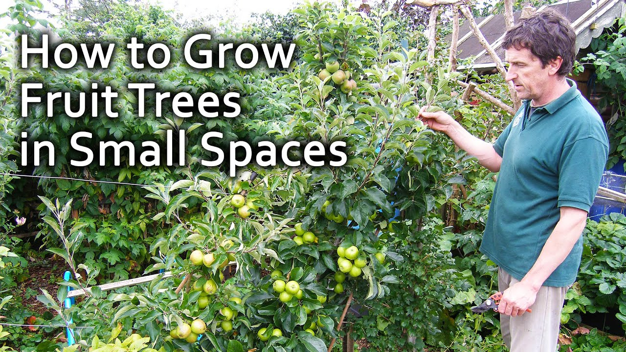 Best Fruit Trees For Small Spaces Uk At Nate Hocking Blog throughout How Small Yard Owners Are Transforming Tiny Outdoor Spaces with Dwarf Fruit Trees