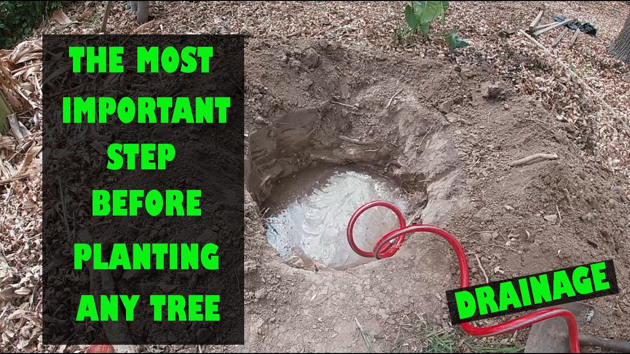 Checking For Drainage, The Most Important Step When Planting Any Tree ... with regard to Landscaping Priorities For New Homeowners