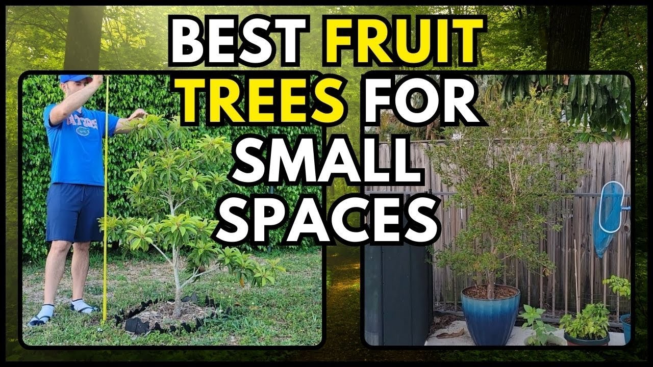 Dwarf Tropical Fruit Trees with regard to Dwarf Trees For Small Backyard