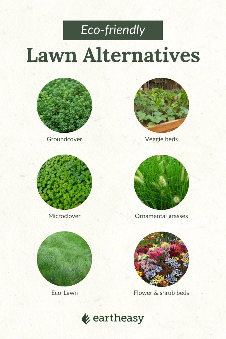 Eco-Friendly Grass Alternatives For A Sustainable Yard for Natural ways to keep your alternative turf thriving through the summer heat