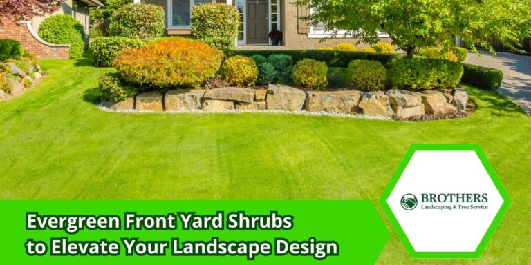 Evergreen Front Yard Shrubs That Add Year-Round Appeal for Seven reliable evergreen shrubs that transform empty front yard spaces into polished year round landscapes