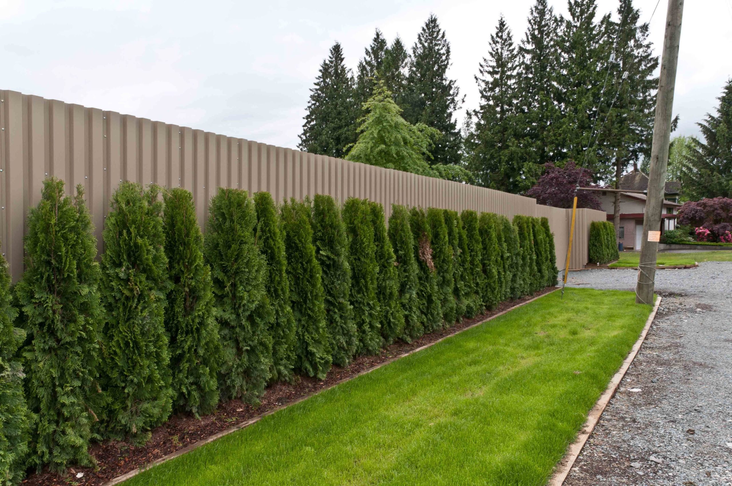 Live Fence Plants with How to Grow a Natural Living Fence for Complete Backyard Privacy