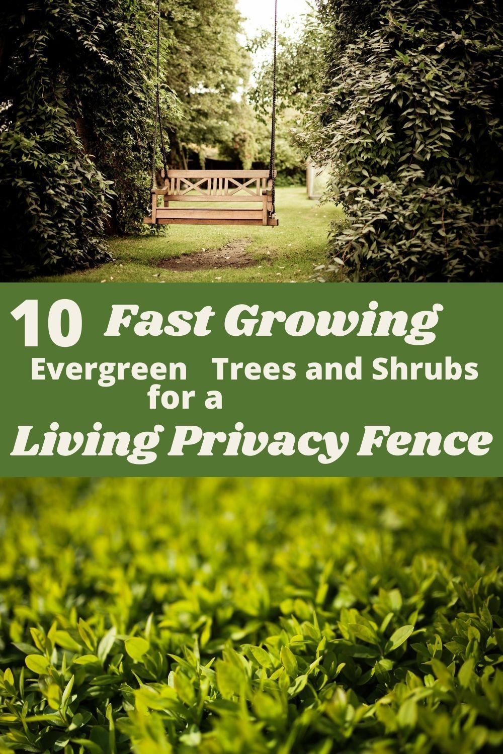 Living Privacy Fences – Artofit with How to Grow a Natural Living Fence for Complete Backyard Privacy